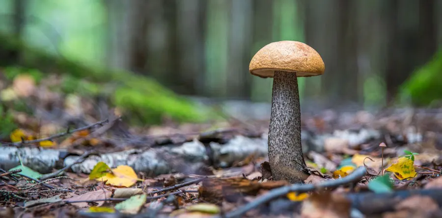 A bolete standing on a woodland floor