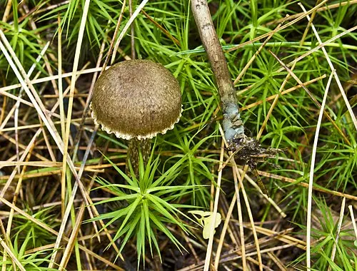 Another view of Greenfoot Fibrecap
