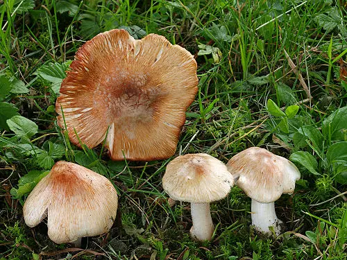 Another view of Deadly Fibrecap