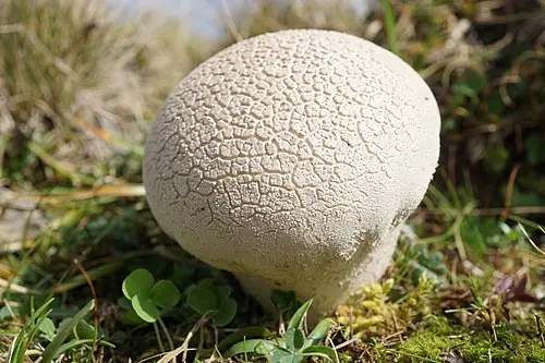 Another view of Mosaic Puffball