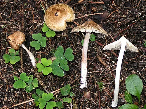 Another view of Split Fibrecap