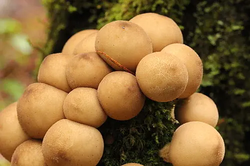 Stump Puffball