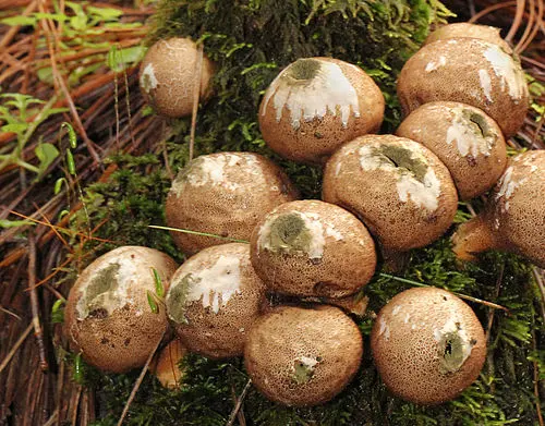 Another view of Stump Puffball