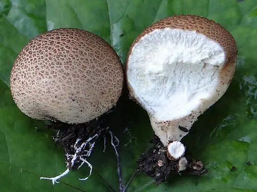 Another view of Stump Puffball