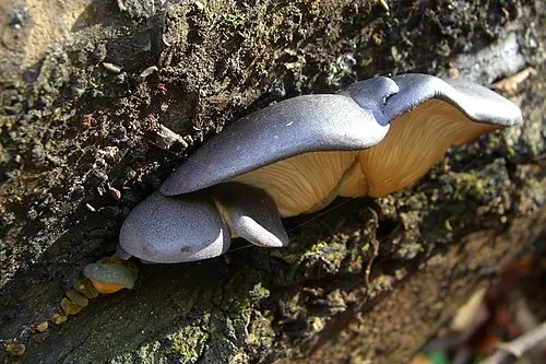 Another view of Late Oyster