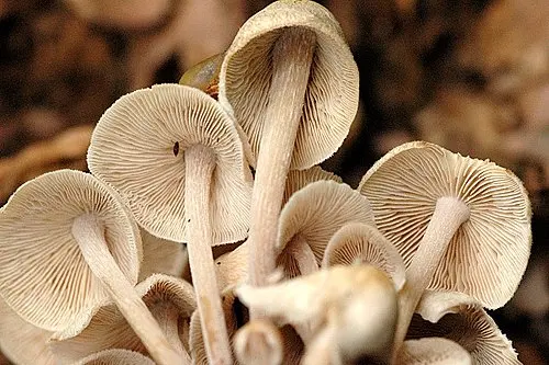 Another view of Clustered Toughshank Mushroom