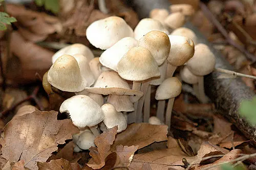 Another view of Clustered Toughshank Mushroom