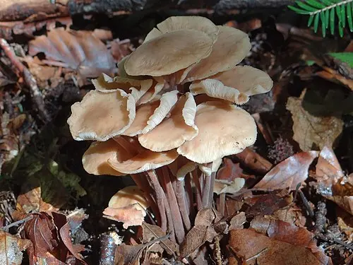 Another view of Clustered Toughshank Mushroom
