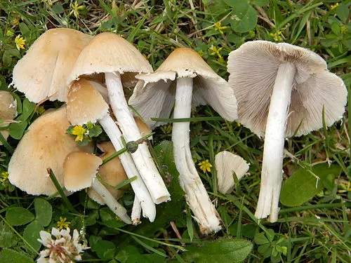 Pale Brittlestem