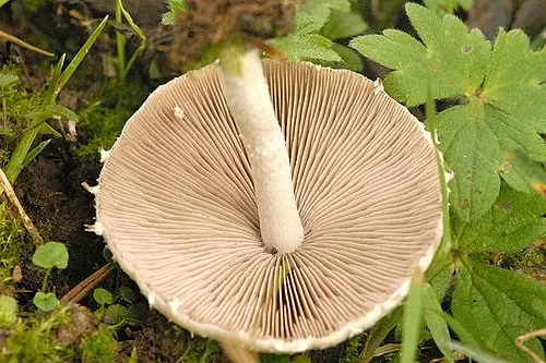 Another view of Pale Brittlestem