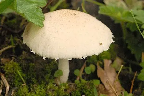 Another view of Pale Brittlestem