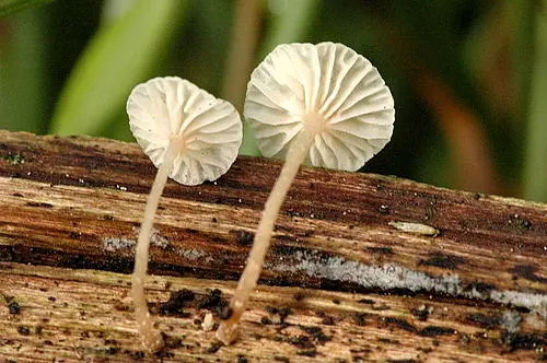 Twig Parachute