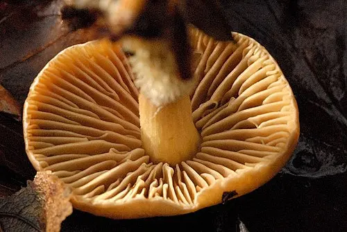 Another view of Wood Woollyfoot