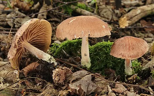 Another view of Wood Woollyfoot