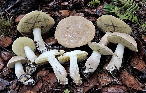 Another view of Pallid Bolete