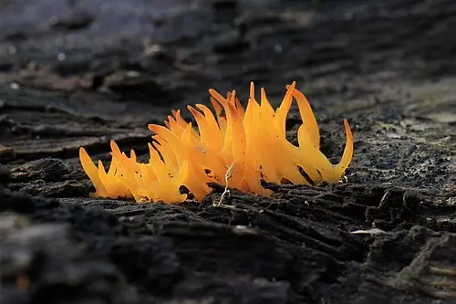Small Stagshorn