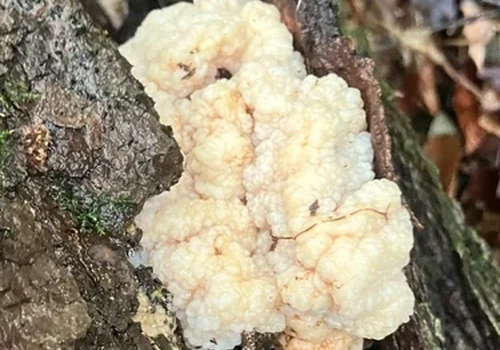 Collybia Jelly