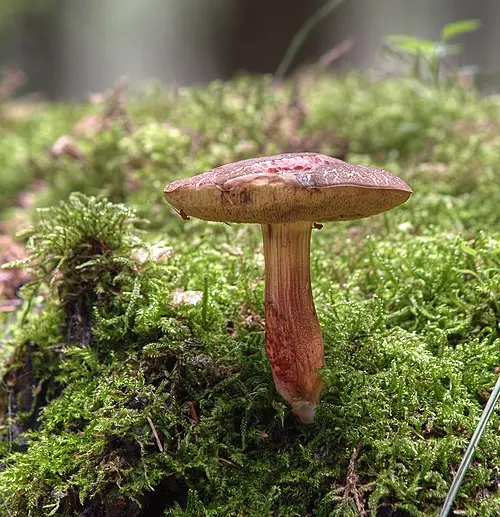Another view of Red Cracking Bolete