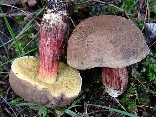Another view of Red Cracking Bolete