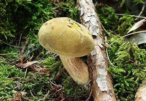 Another view of Suede Bolete