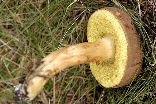 Another view of Suede Bolete