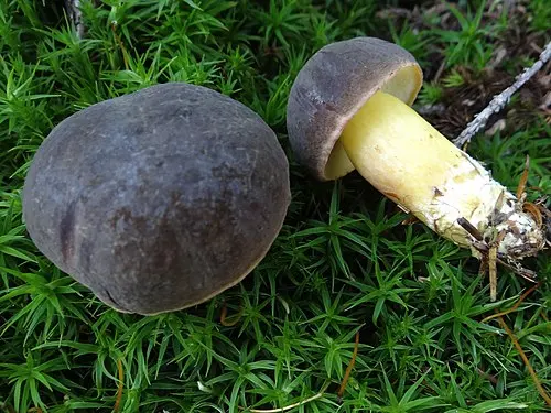 Another view of Matt Bolete