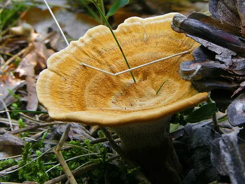 Tiger's Eye