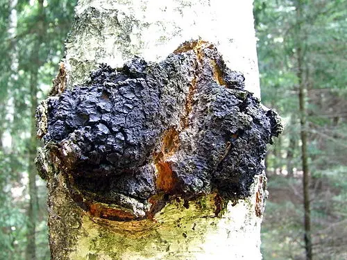 Another view of Chaga