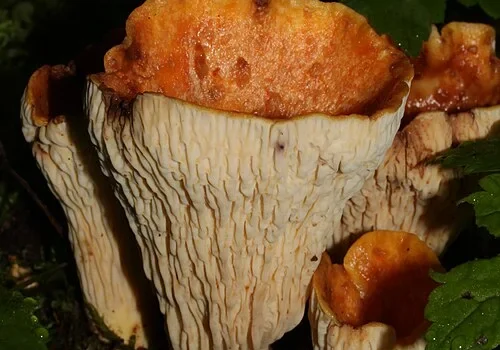 Another view of Scaly Chanterelle
