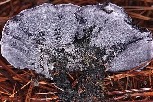 Another view of Black Tooth