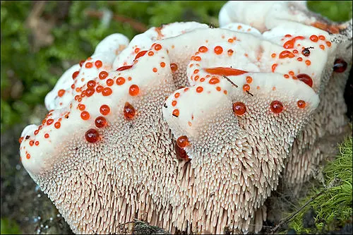 Mealy Tooth