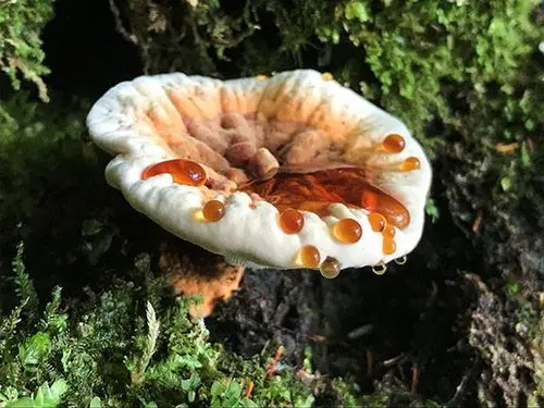 Orange Tooth