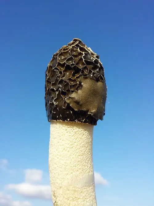 Dune Stinkhorn