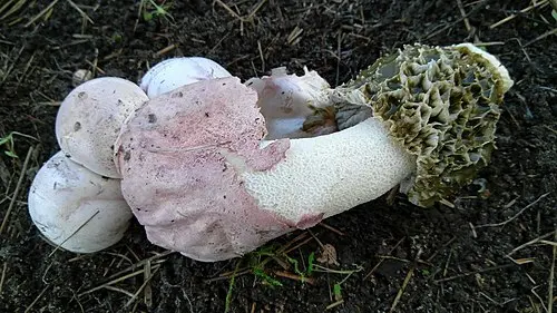 Another view of Dune Stinkhorn