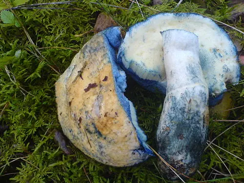 Another view of Cornflower Bolete