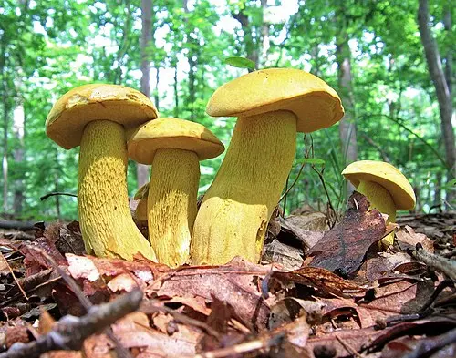 Ornate-stalked Bolete