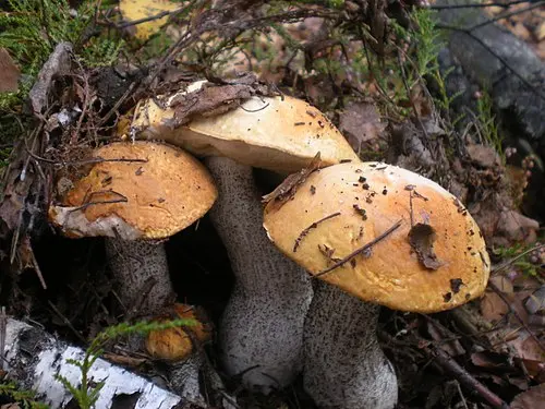 Another view of Orange Birch Bolete