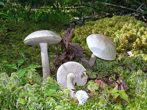Ghost Bolete
