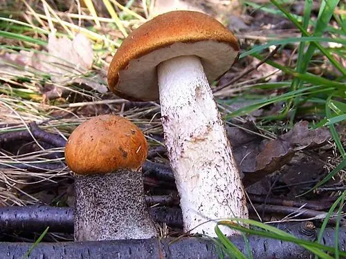 Another view of Orange Oak Bolete
