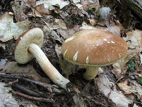 Another view of Spotted Bolete
