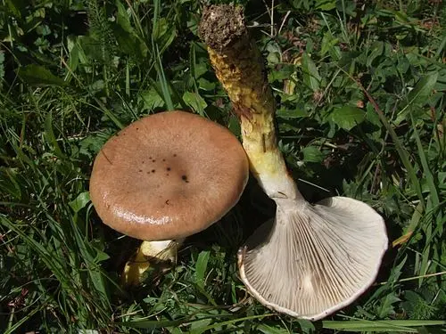 Slimy Spike