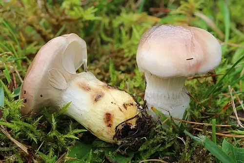 Another view of Slimy Spike