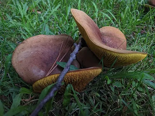 Another view of Ash-tree Bolete