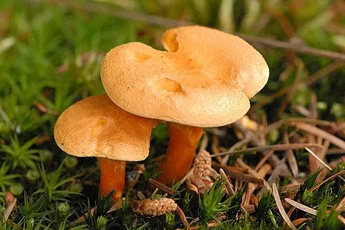 Another view of False Chanterelle