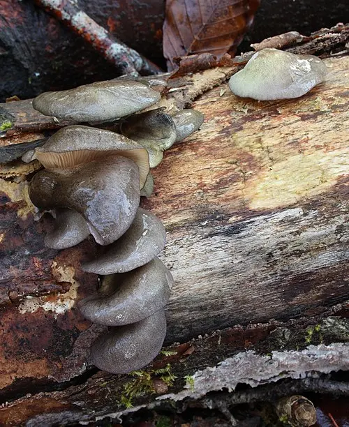 Another view of Oyster Mushroom