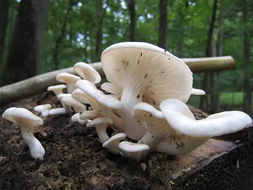 Summer Oyster Mushroom