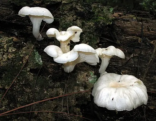 Another view of Summer Oyster Mushroom