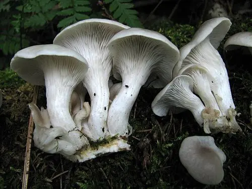 Another view of Branching Oyster