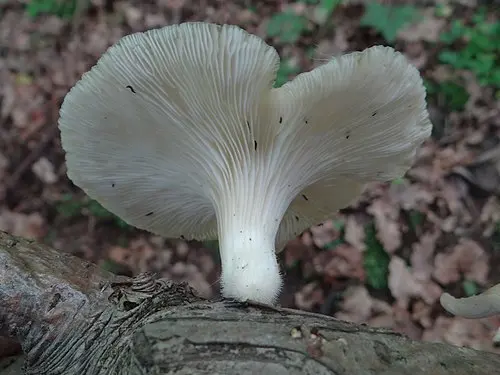 Another view of Branching Oyster
