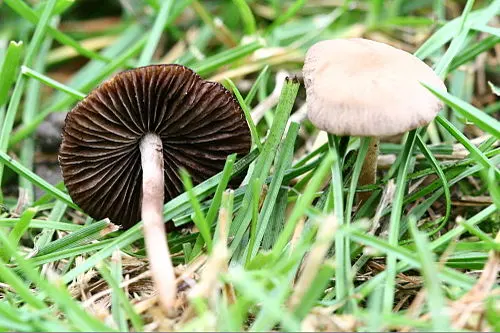 Another view of Mower's Mushroom